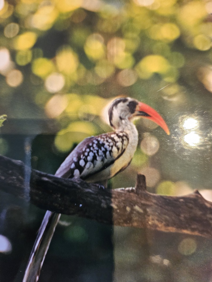 guineatoko - ML642696537