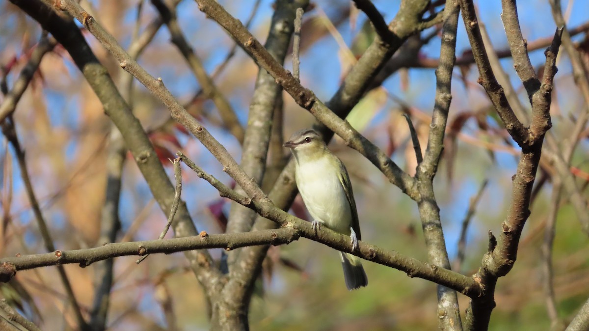 rødøyevireo - ML642696538