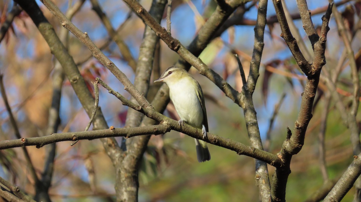 rødøyevireo - ML642696541