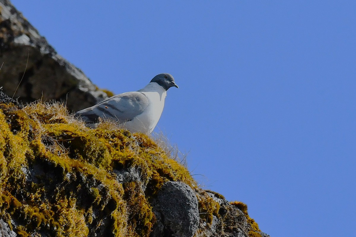 snødue - ML642696543