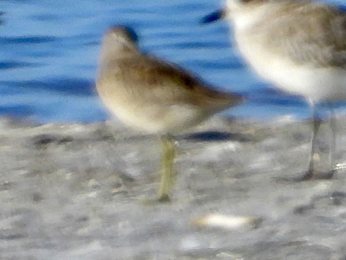 kortnebbekkasinsnipe - ML642696549