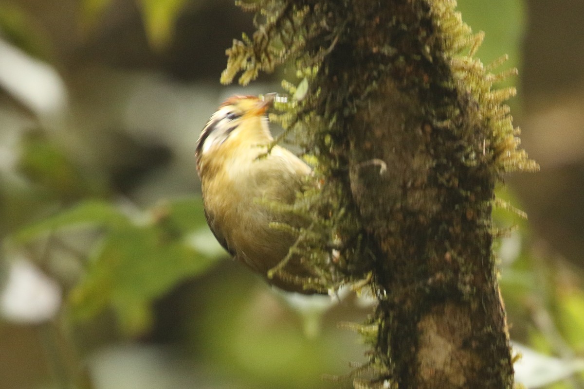 rustvingefulvetta - ML642696557