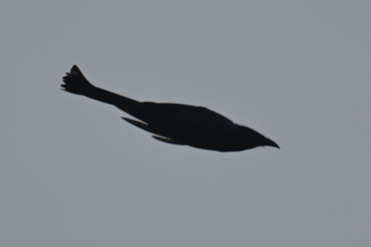 hårdrongo - ML642696572