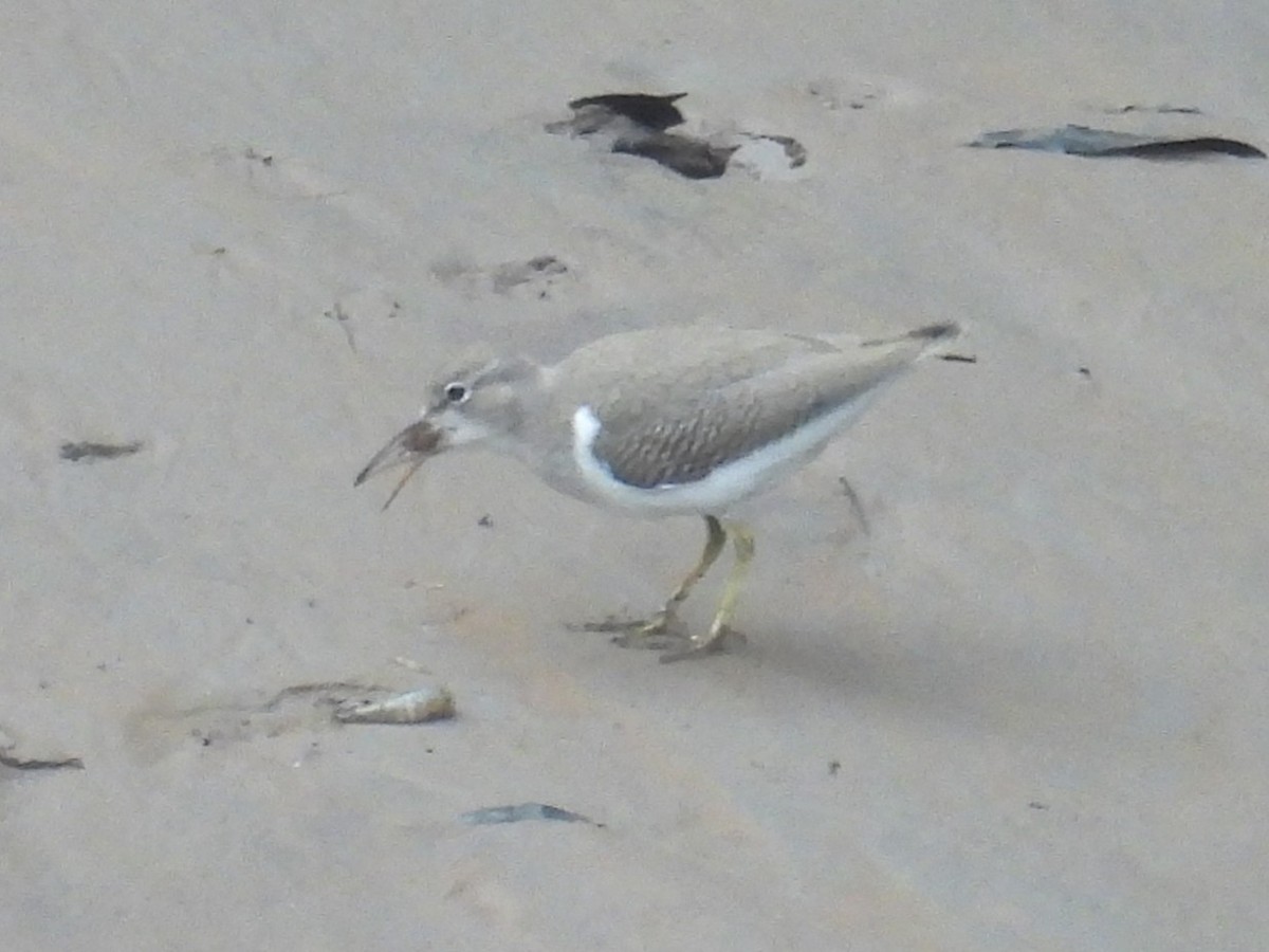 Spotted Sandpiper - ML642696585