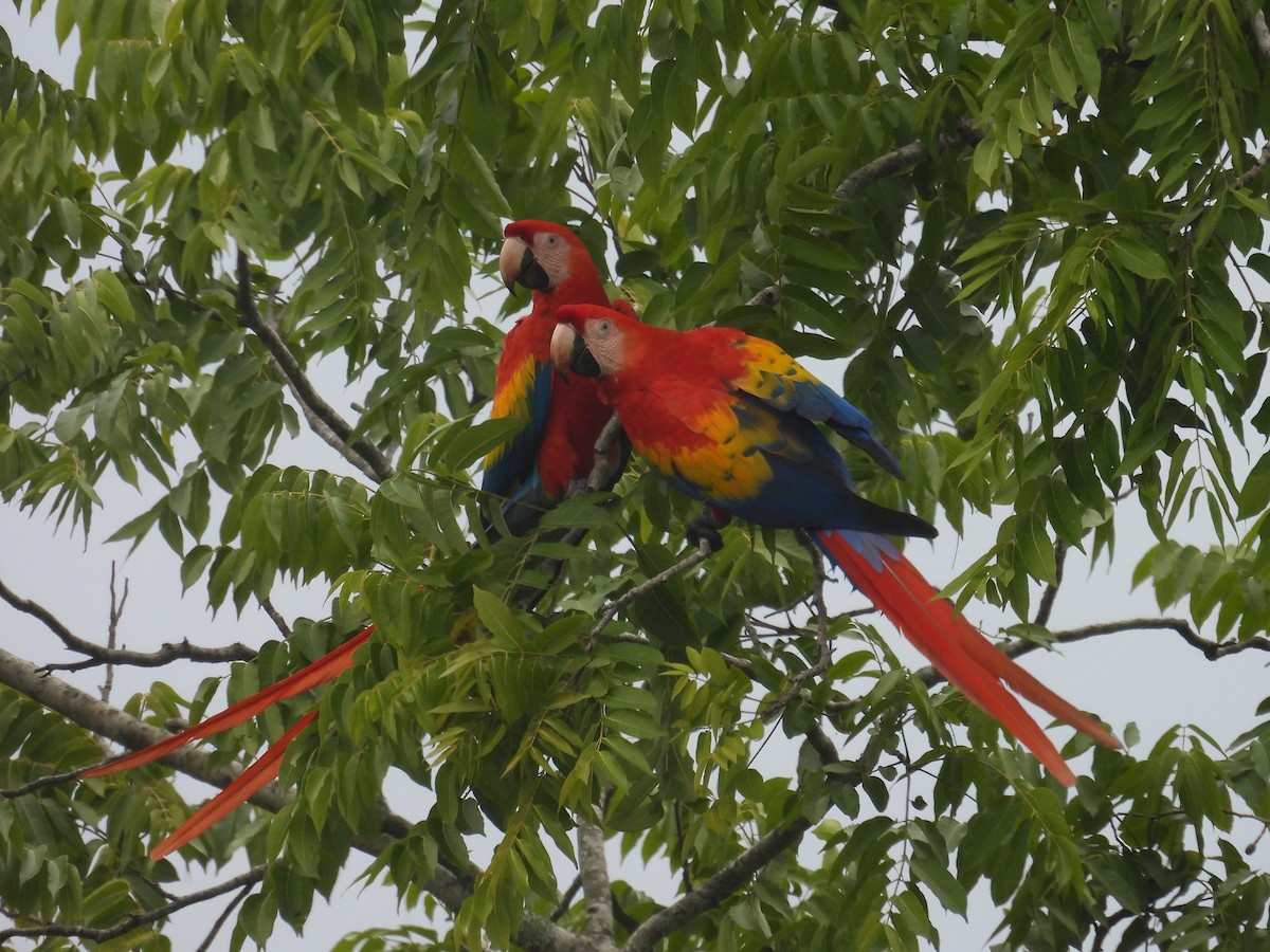 Scarlet Macaw - ML642696595