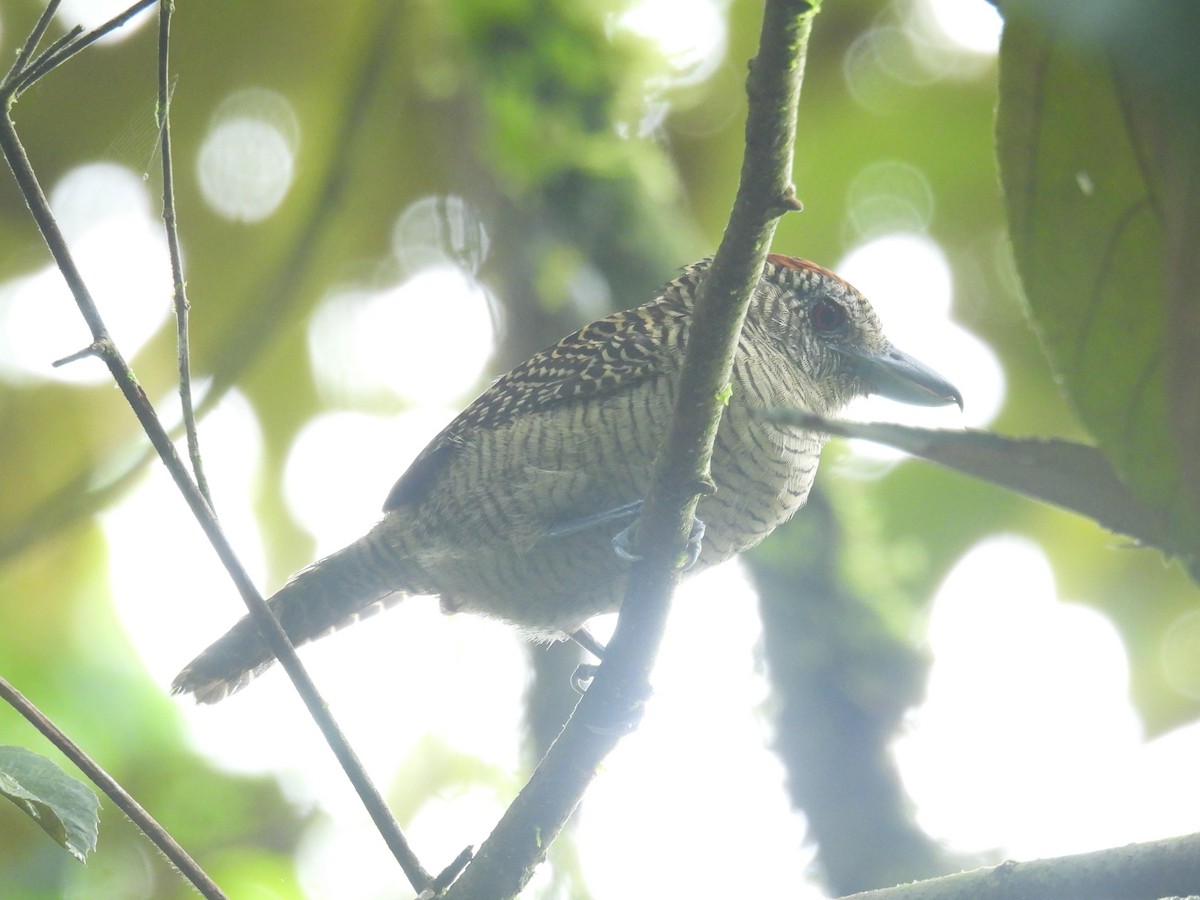 Fasciated Antshrike - ML642696596