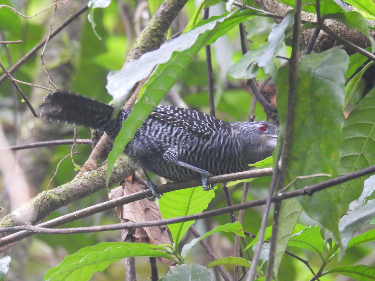 Fasciated Antshrike - ML642696597