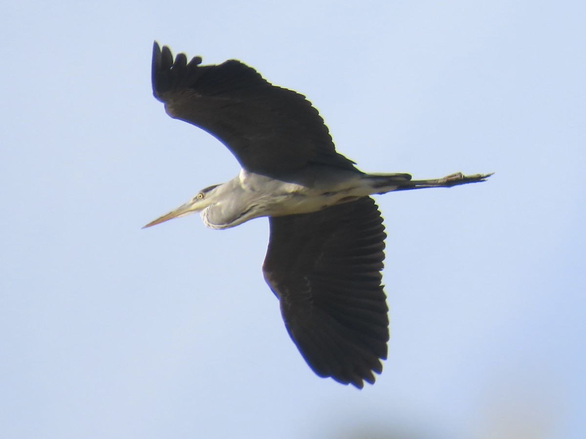 蒼鷺 - ML642696607