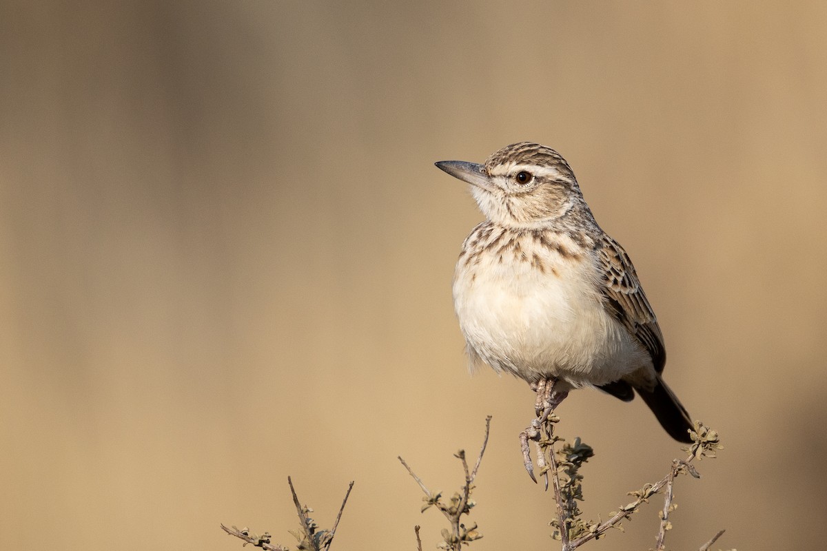 Sabota Lark (Bradfield's) - ML642696612