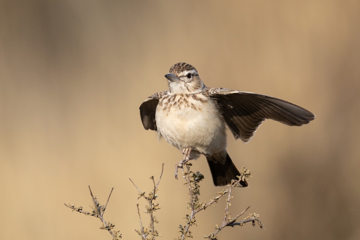 Sabota Lark (Bradfield's) - ML642696616