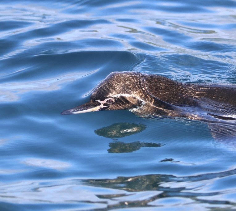 Galapagos Penguin - ML642696617