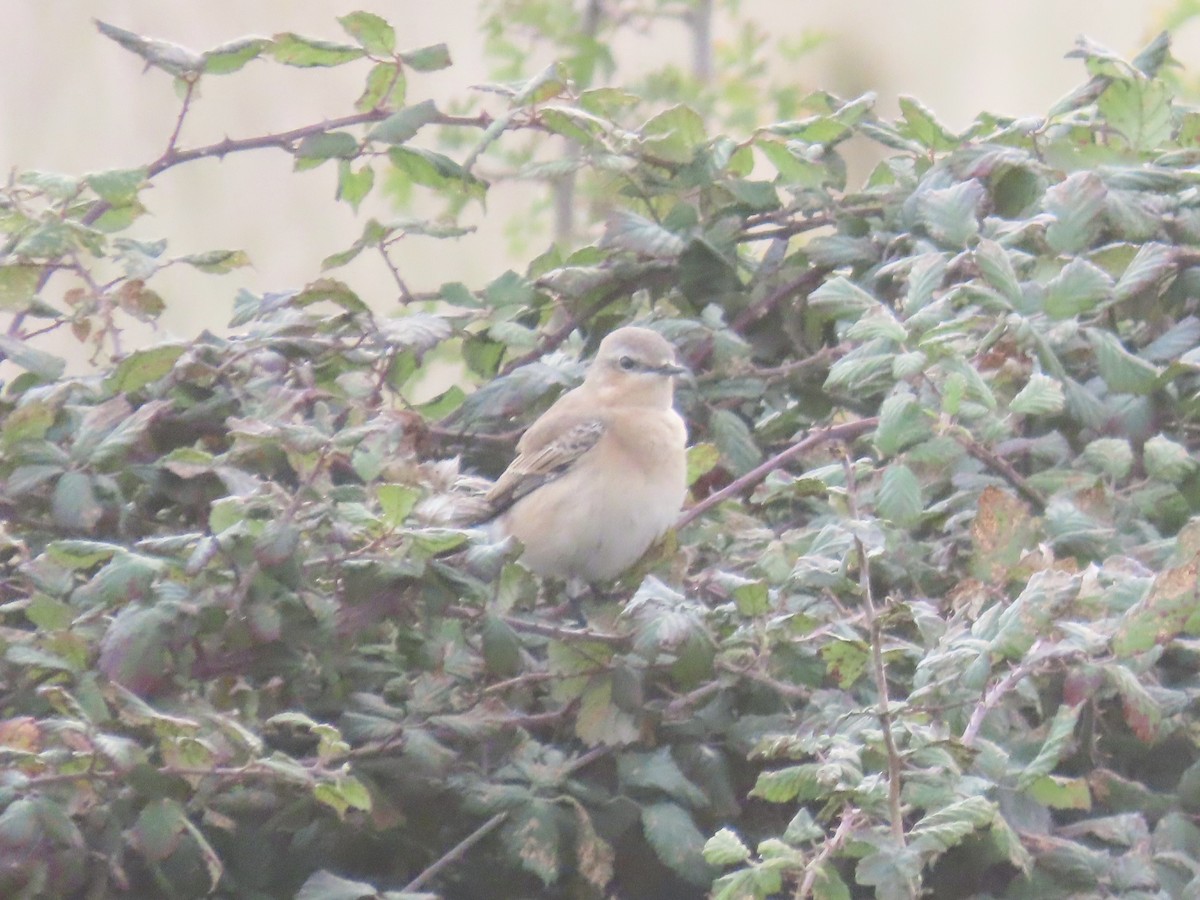 穗䳭 - ML642696618