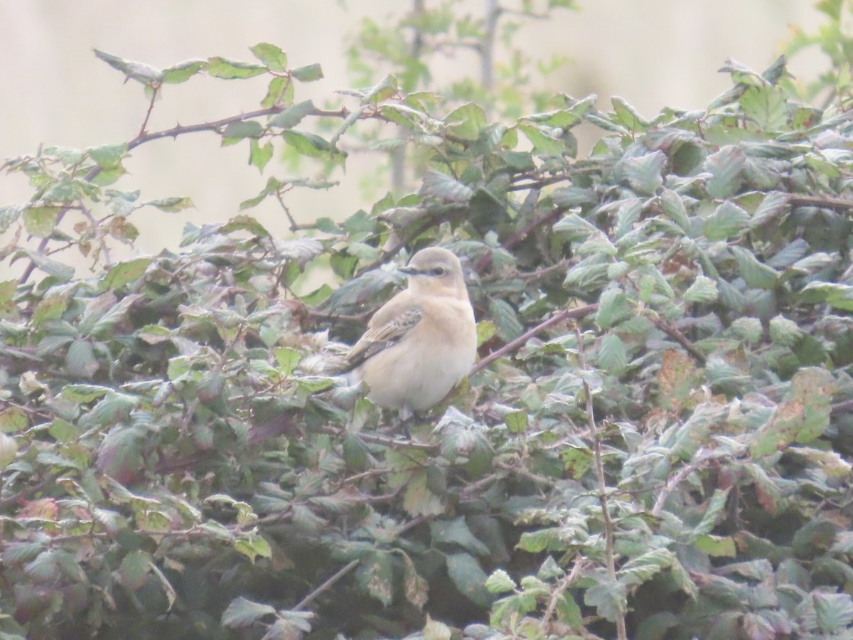 穗䳭 - ML642696619