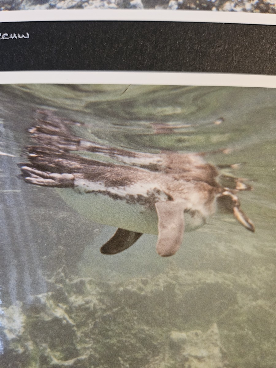 Galápagospinguin - ML642696630