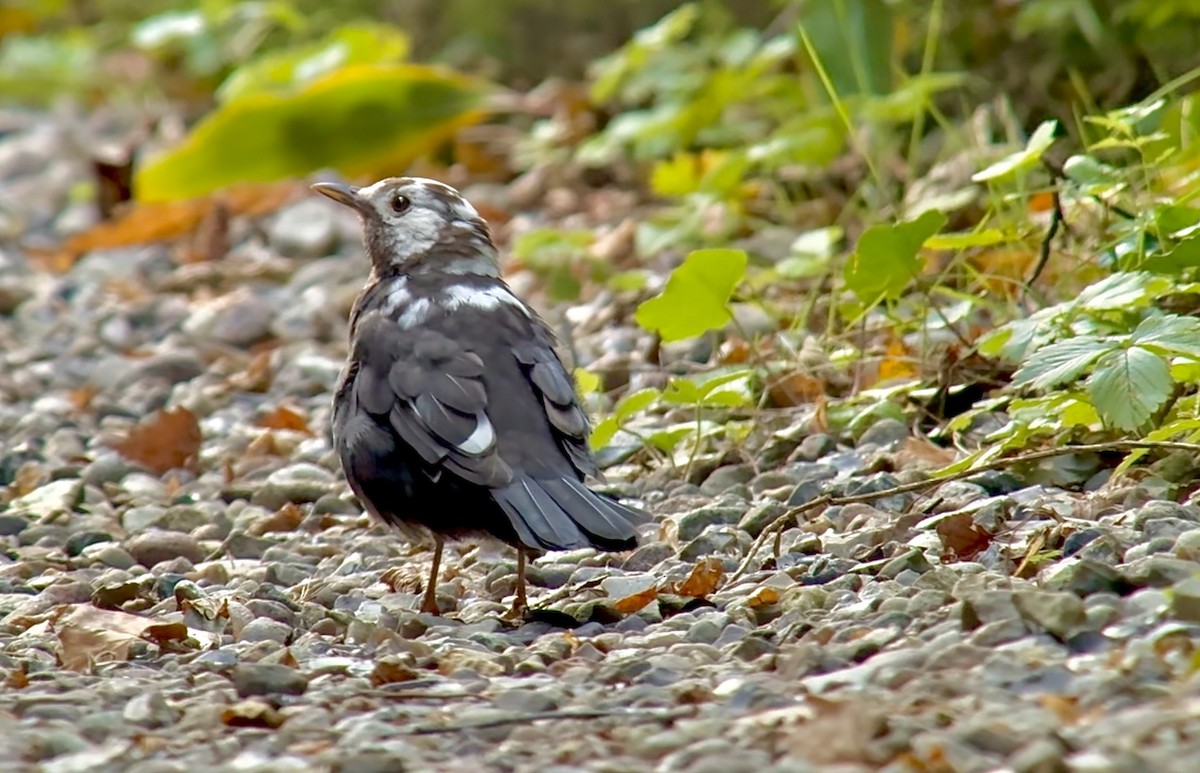 Amsel - ML642696636