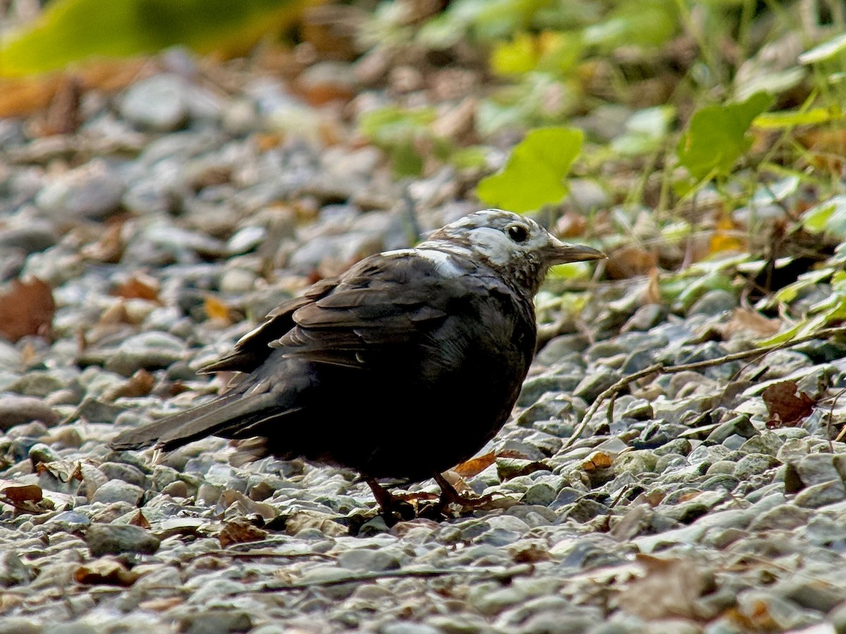 Amsel - ML642696637