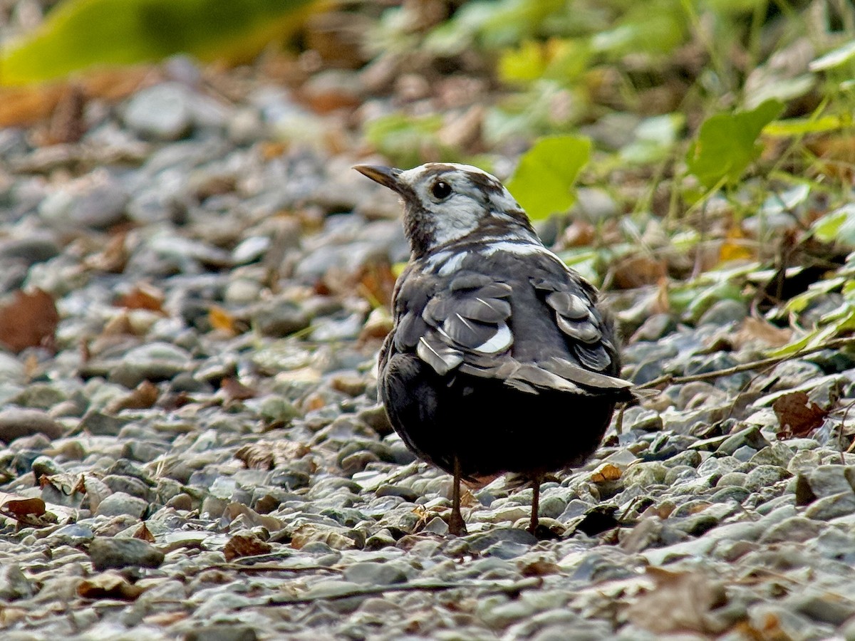 Amsel - ML642696638