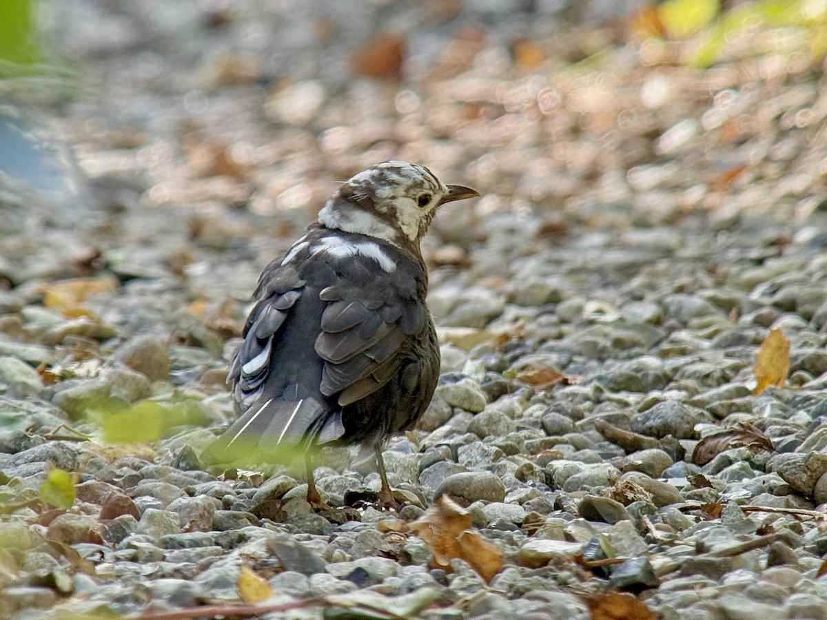 Amsel - ML642696639