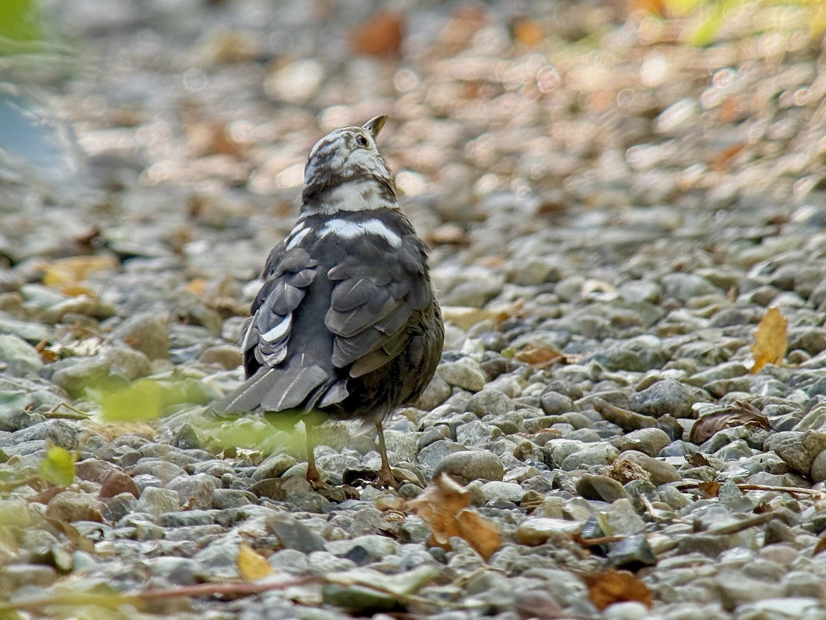 Amsel - ML642696640