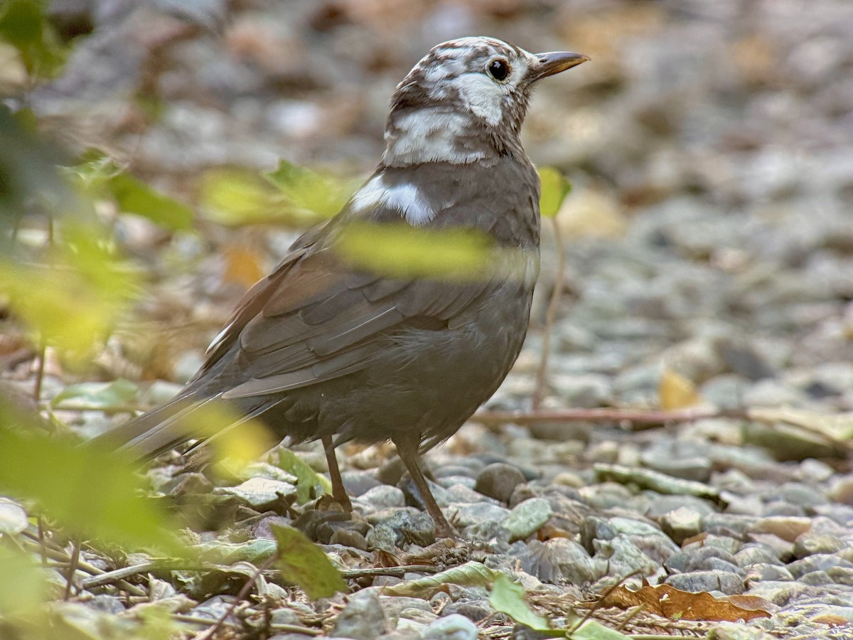 Amsel - ML642696641