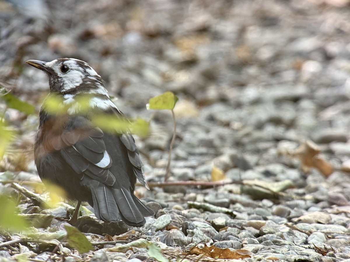 Amsel - ML642696642