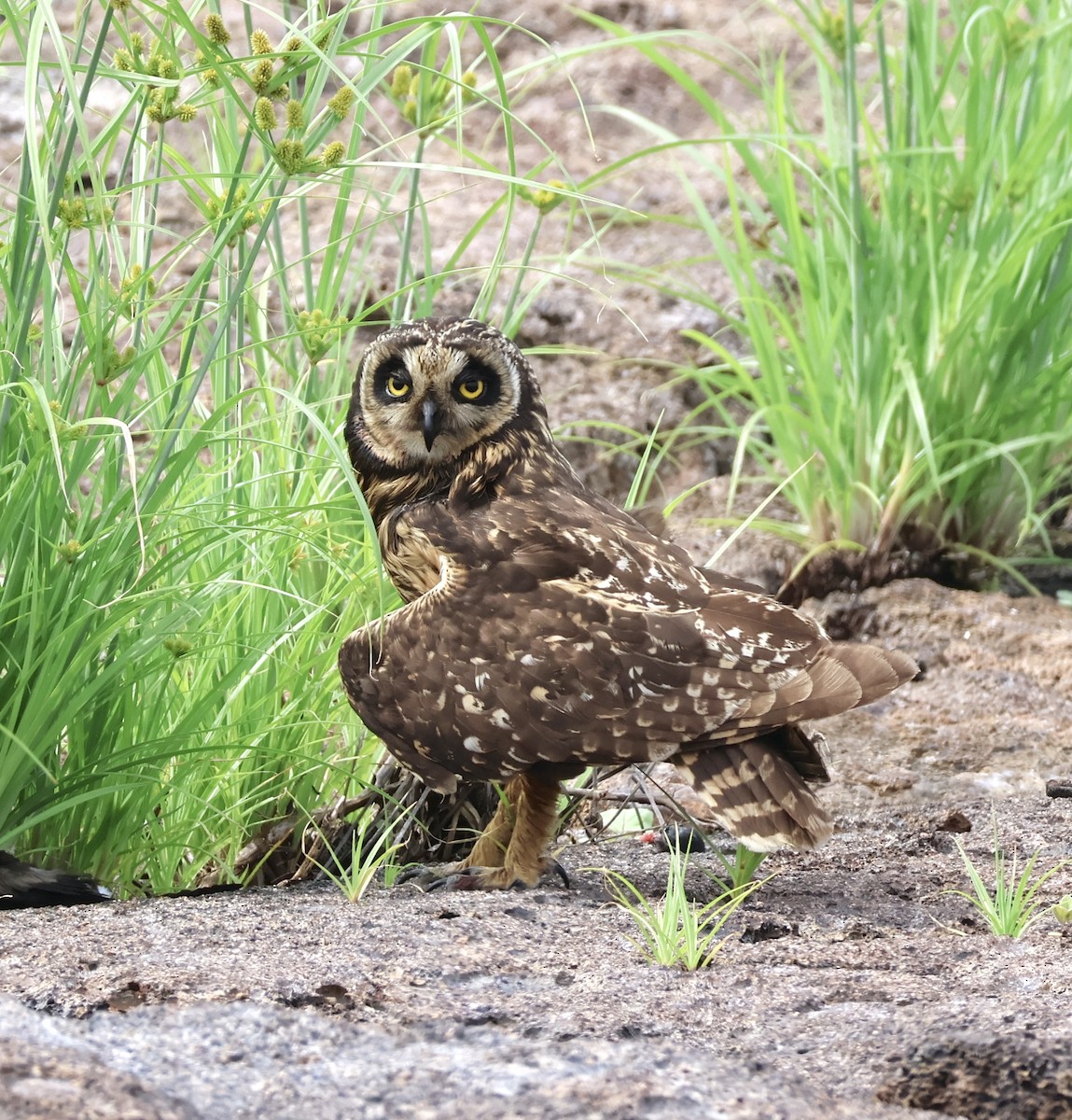 Sumpfohreule (galapagoensis) - ML642696650