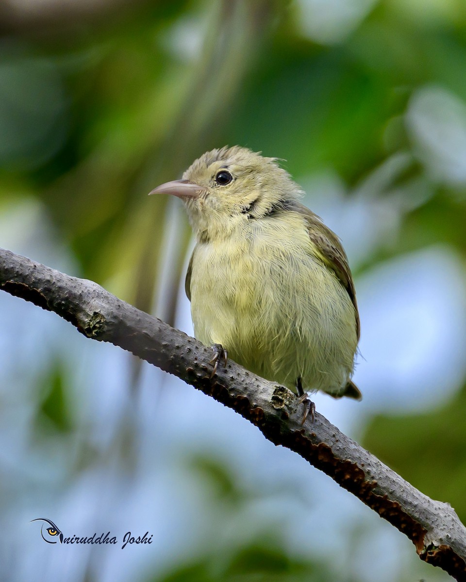 Pale-billed Flowerpecker - ML642696652