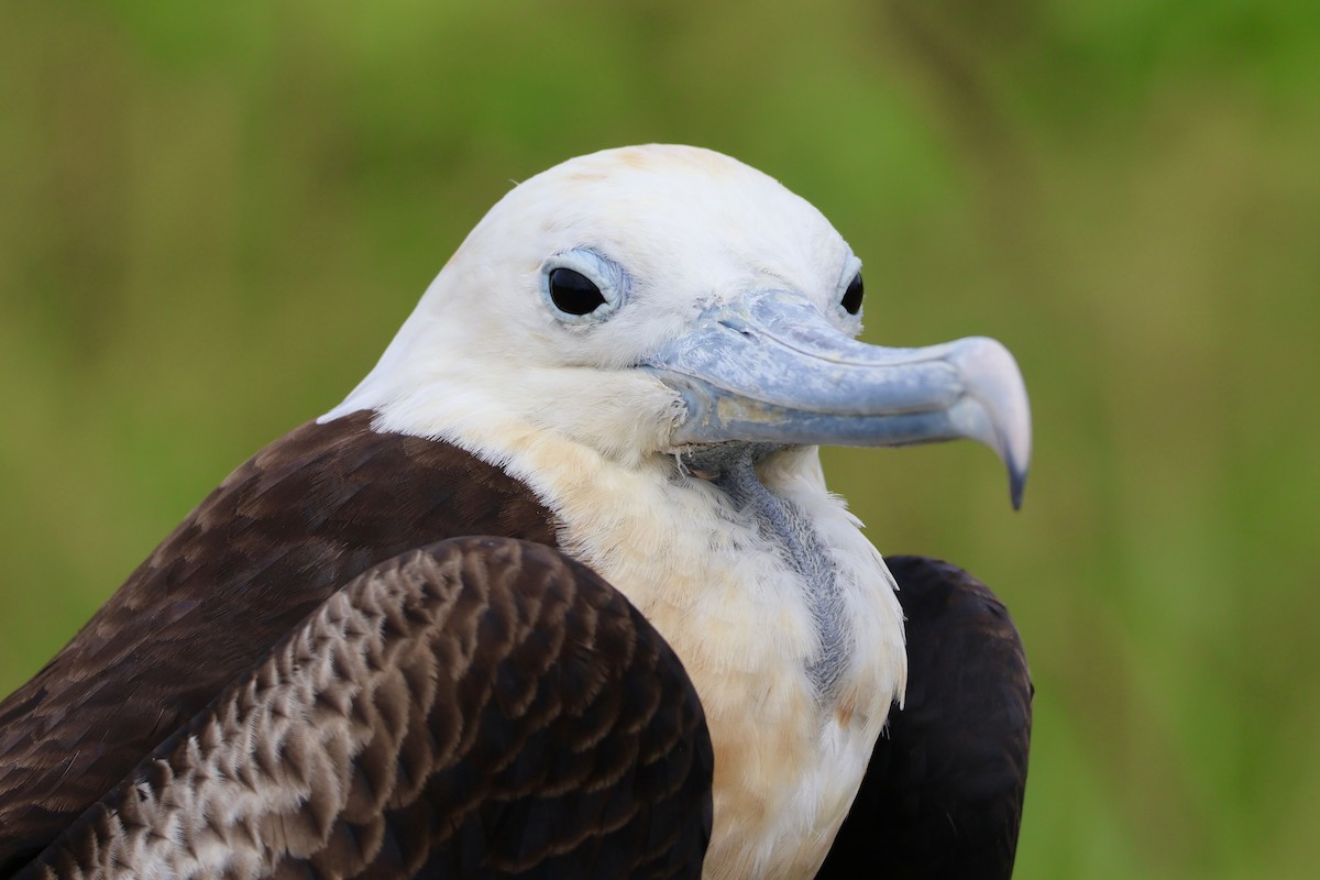 Magnificent Frigatebird - ML642696660