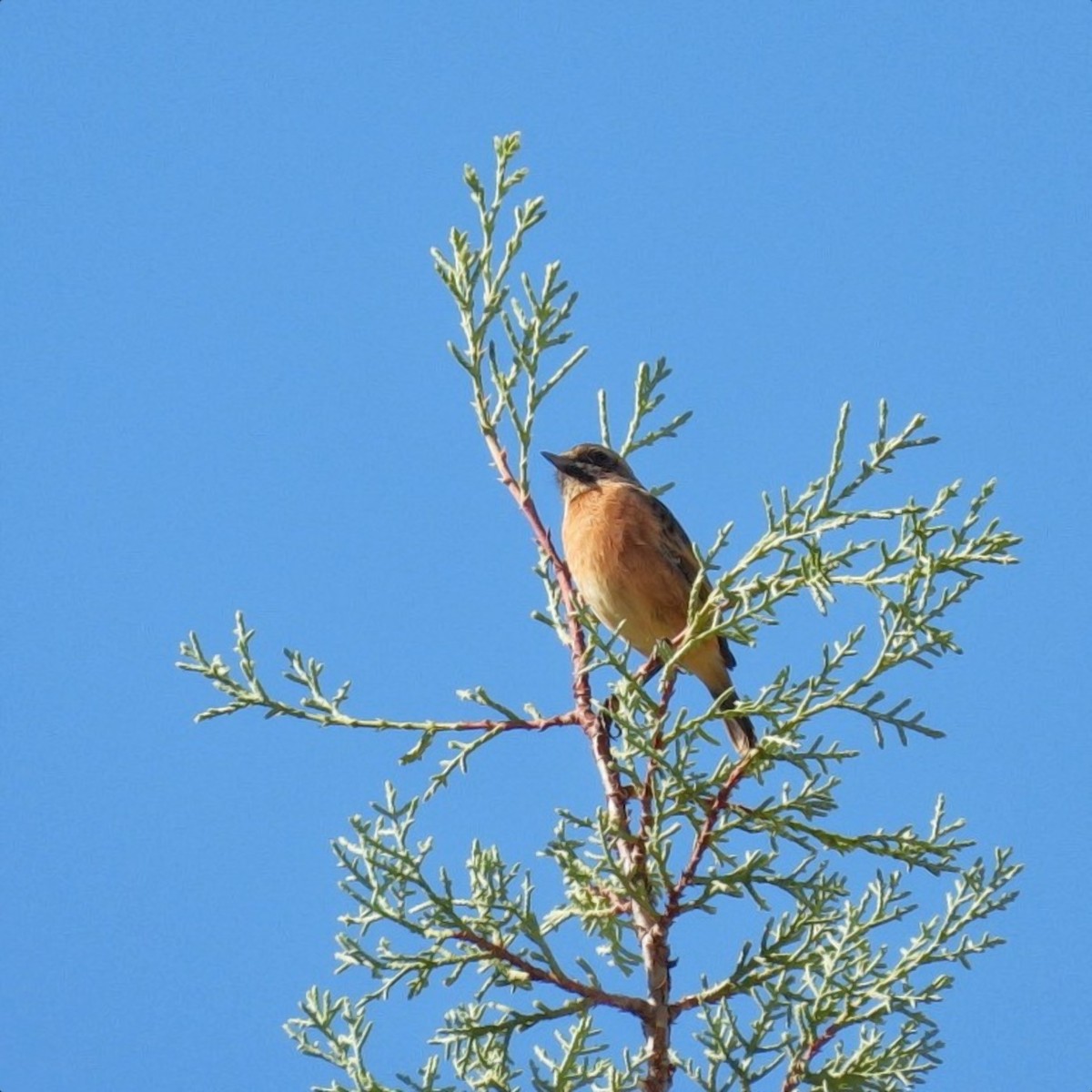 European Stonechat - ML642696667