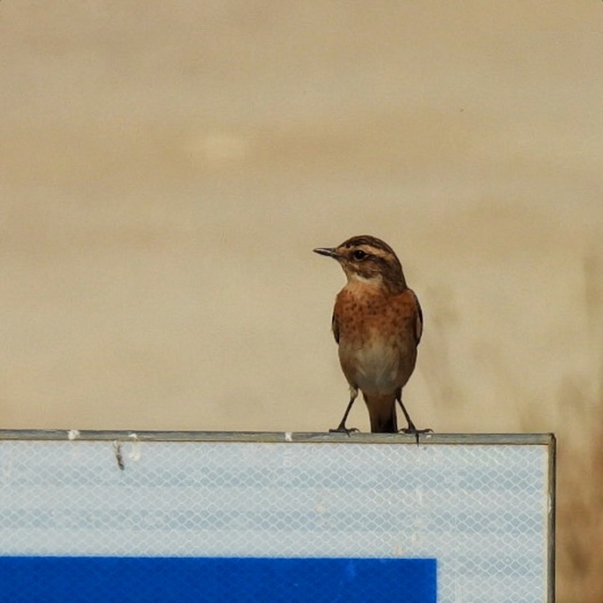 Whinchat - ML642696669