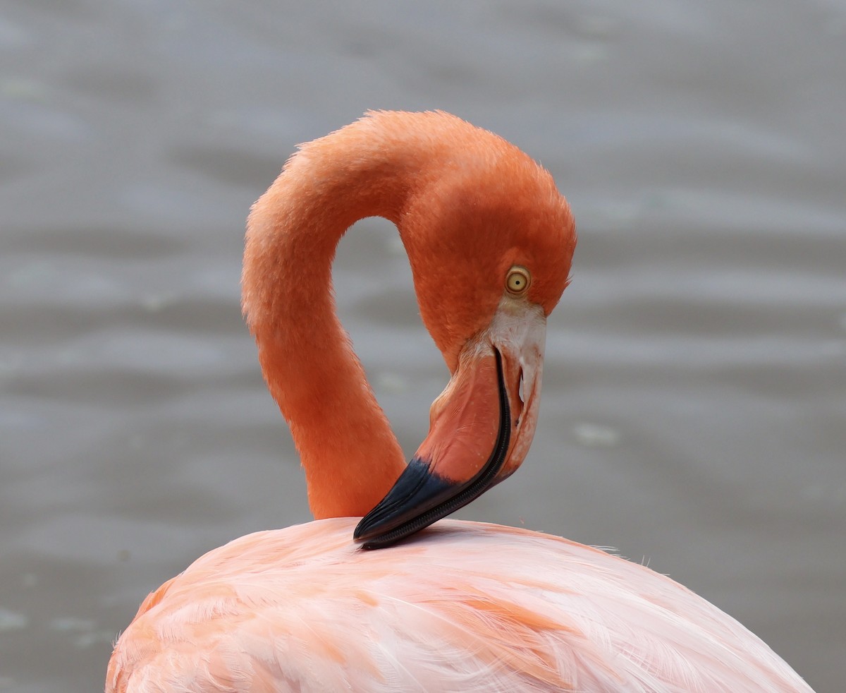 American Flamingo - ML642696712
