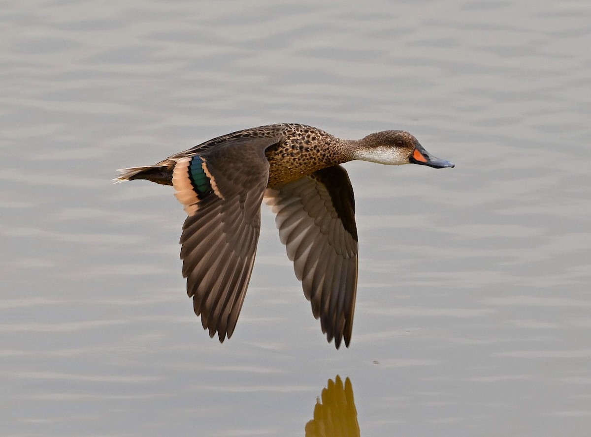 White-cheeked Pintail - ML642696715