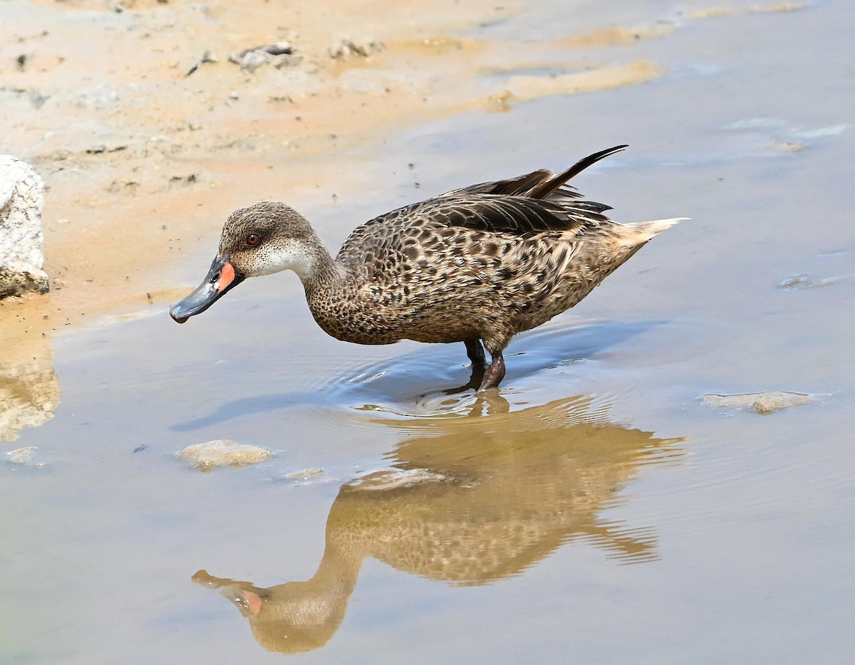 White-cheeked Pintail - ML642696716