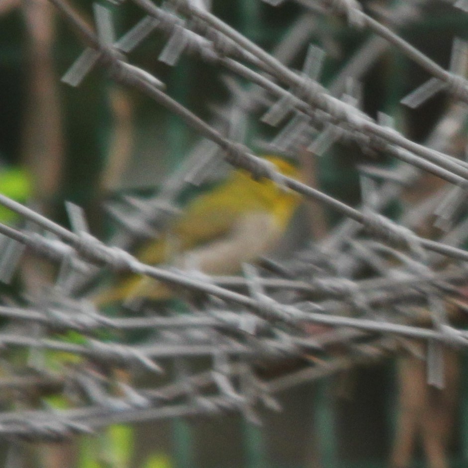 Black-naped Oriole - ML642696719