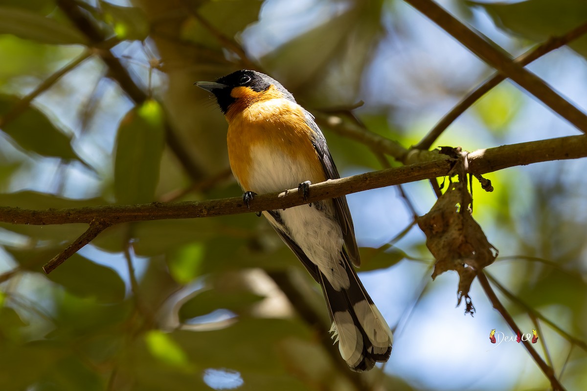 Australian Spectacled Monarch - ML642696733