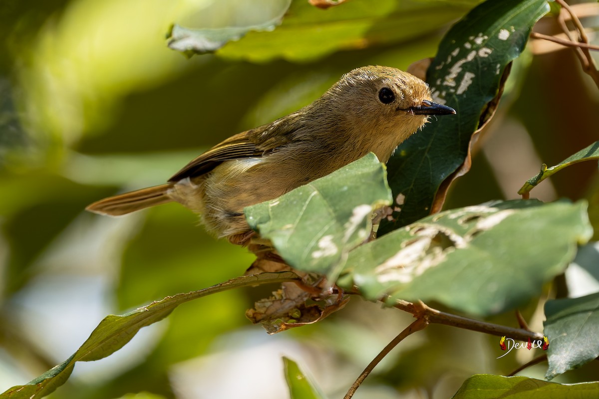 Large-billed Scrubwren - ML642696741