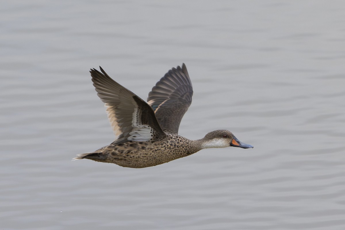 White-cheeked Pintail - ML642696742
