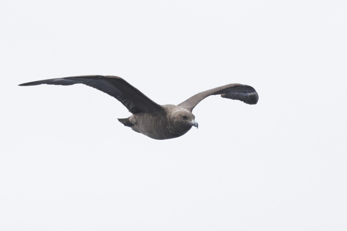 Brown Skua (Subantarctic) - ML642696751