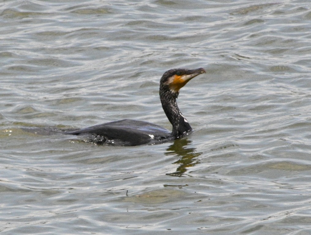 Kormoran - ML642696757