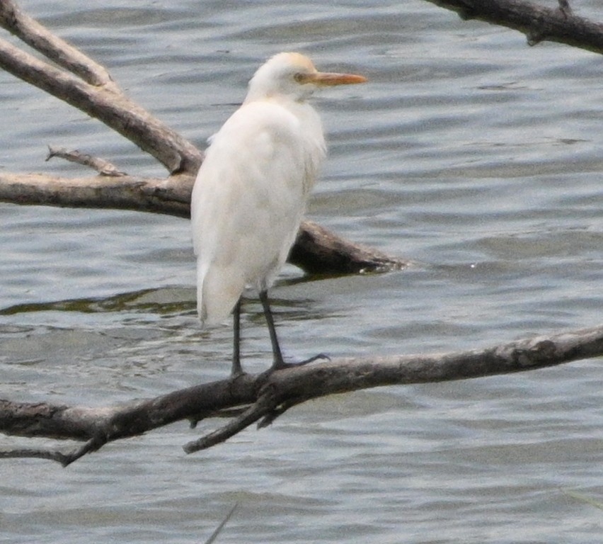 Koromandelkuhreiher - ML642696763