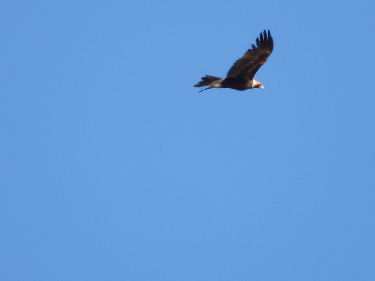 Wedge-tailed Eagle - ML642696770