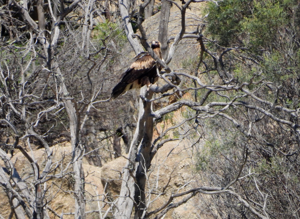 Wedge-tailed Eagle - ML642696771