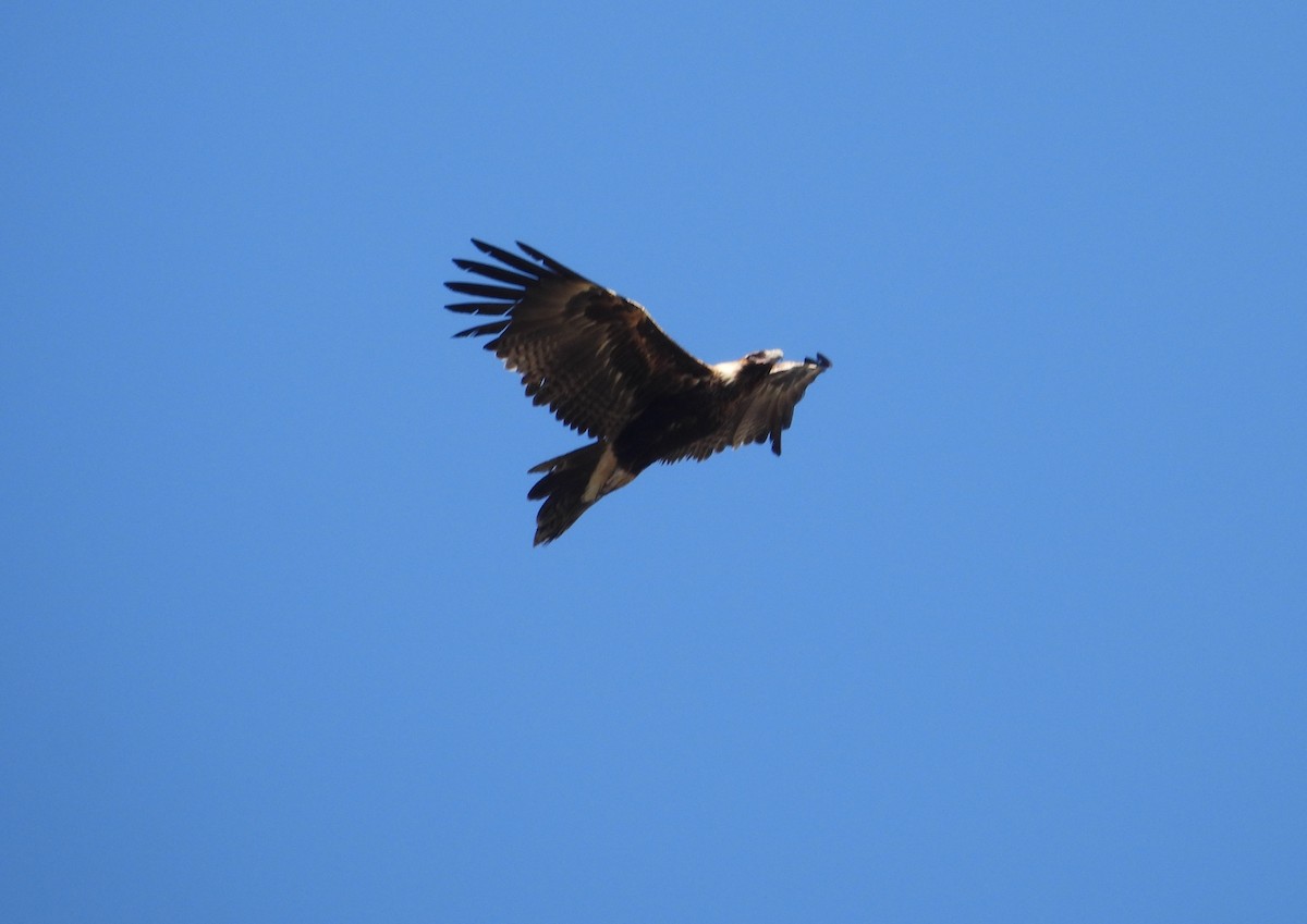 Wedge-tailed Eagle - ML642696772