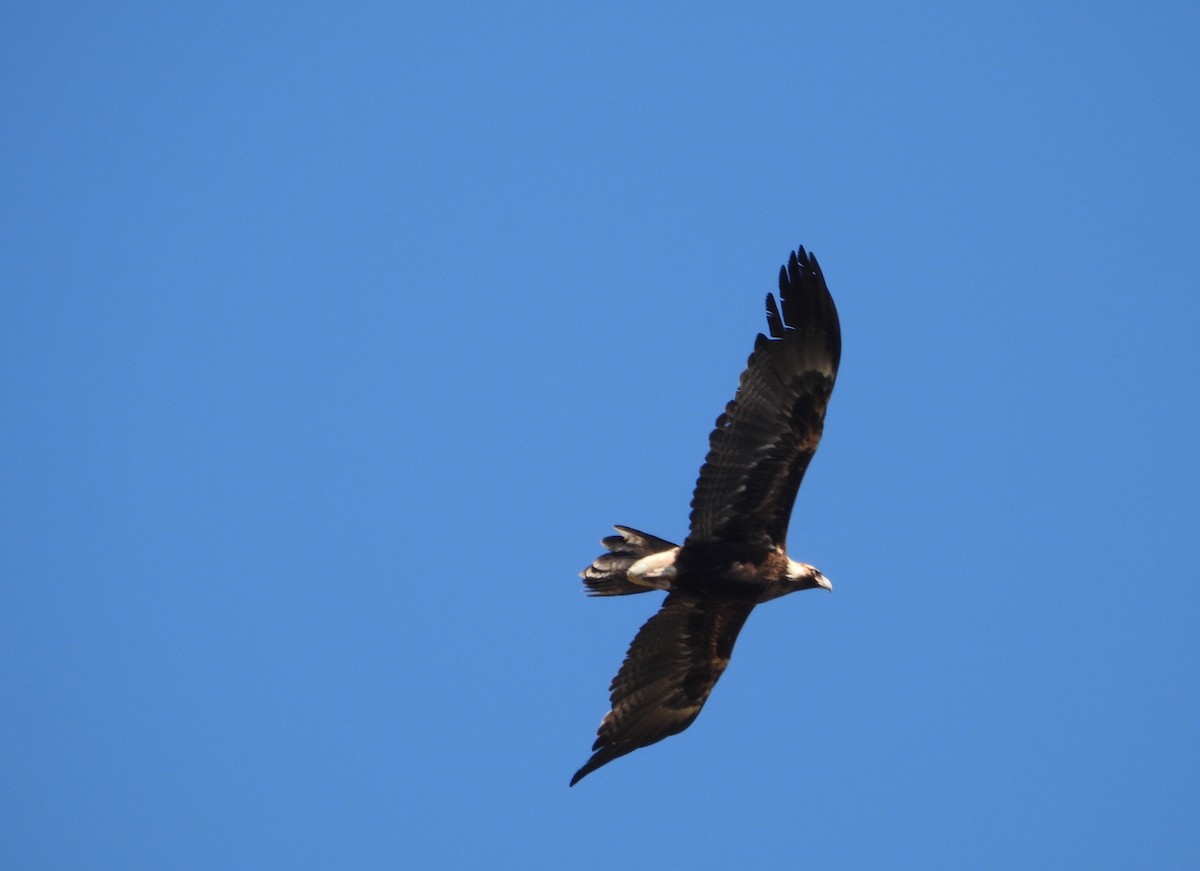Wedge-tailed Eagle - ML642696773