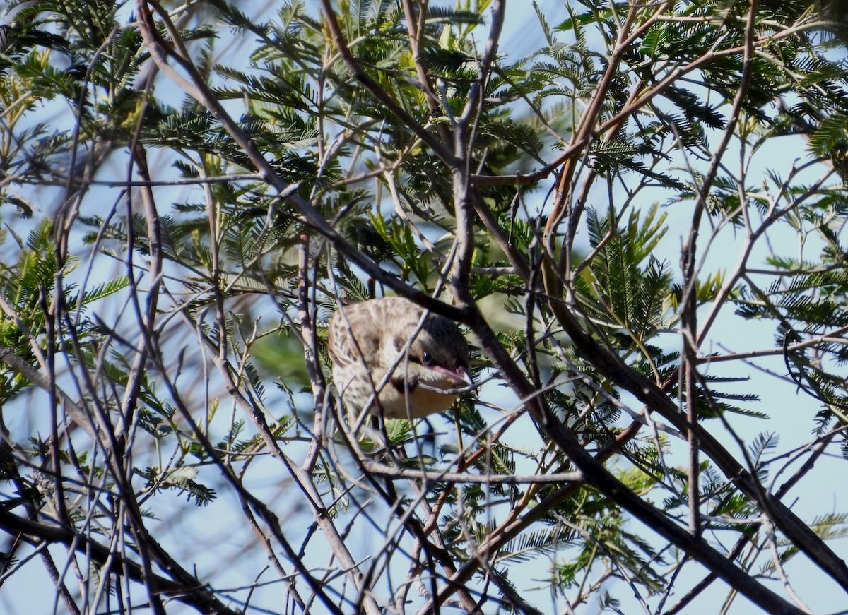 Spiny-cheeked Honeyeater - ML642696778
