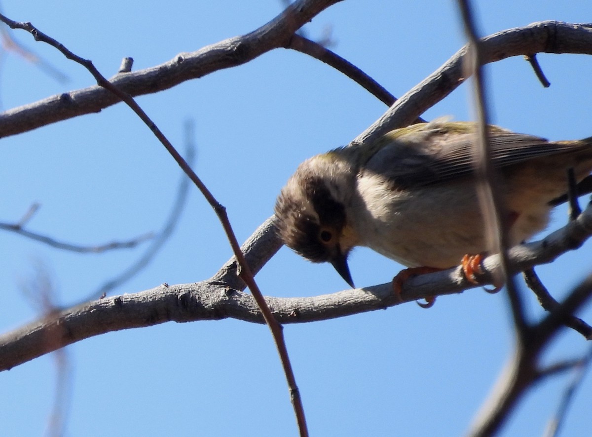 Brown-headed Honeyeater - ML642696785