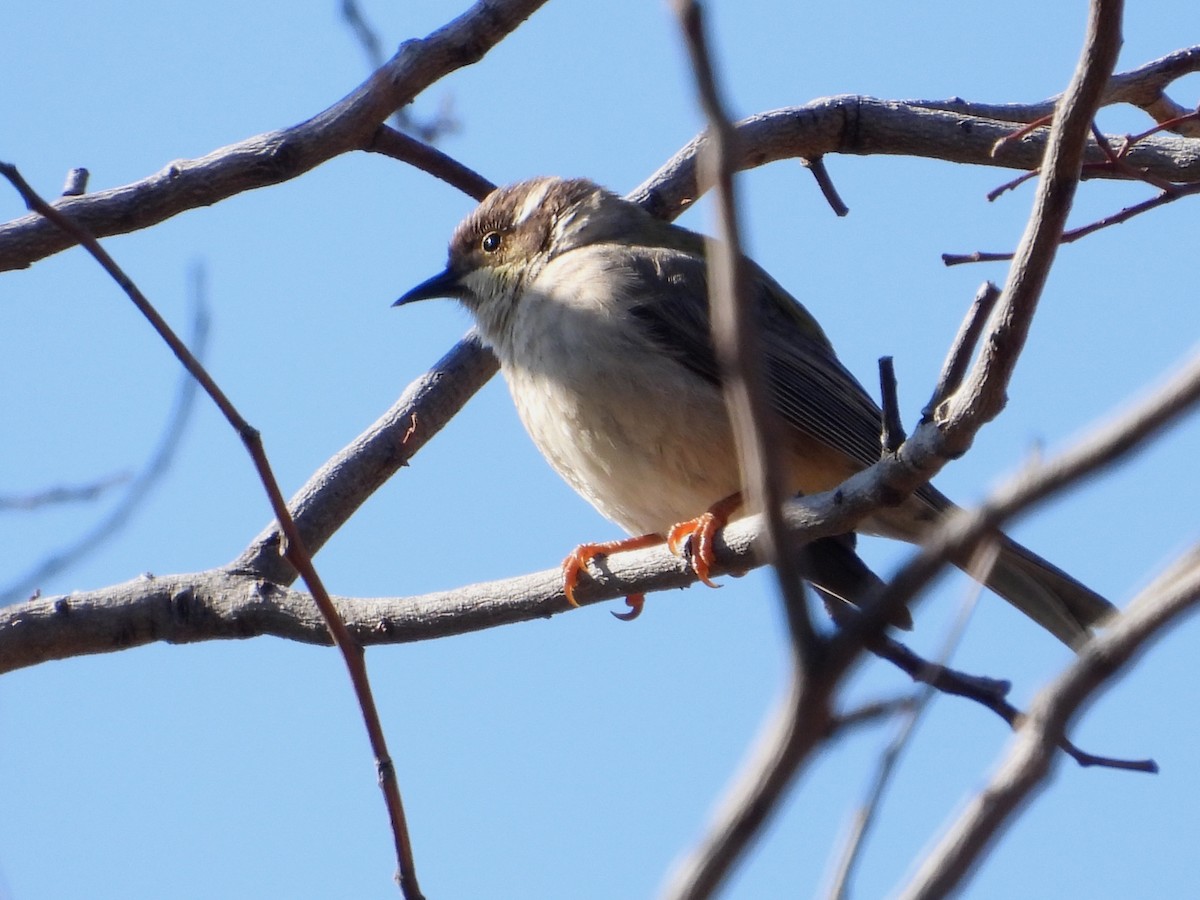 Brown-headed Honeyeater - ML642696786