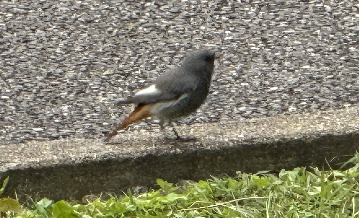 Black Redstart - ML642696788