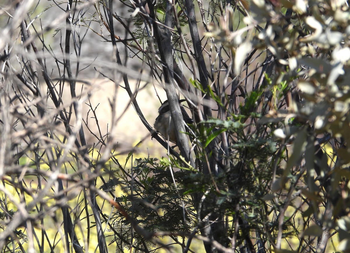 White-browed Babbler - ML642696789