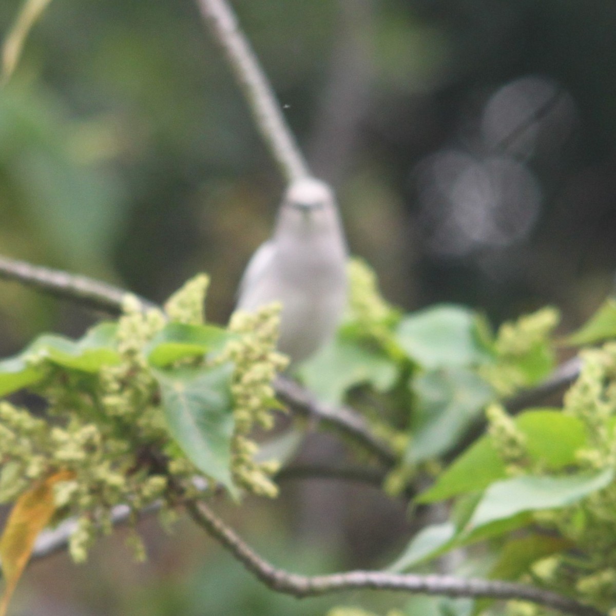Black-winged Cuckooshrike - ML642696808
